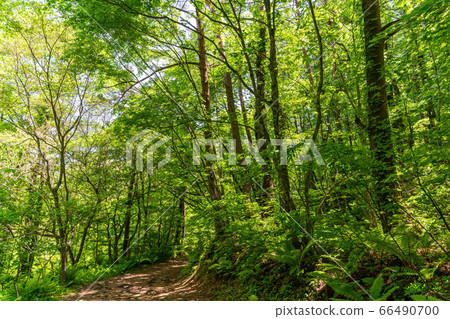 福島縣北尾原村Goshikinuma自然探索路的清新綠色風景 66490700