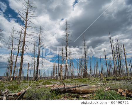 The bare trees and remains after a forest fire 66490731