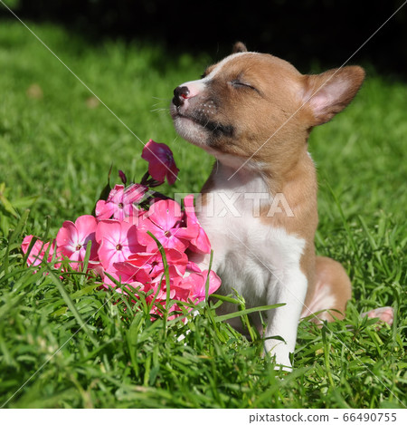 cute red Basenji dog puppy and flower cute red Basenji dog puppy and flower 66490755