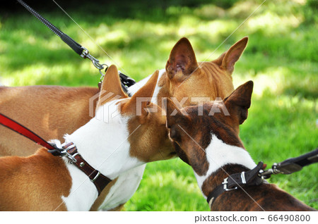 Three red basenji dogs sniffing each other in the 66490800