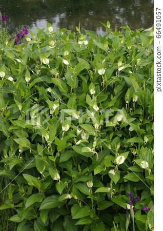 Hansee節目 66491057