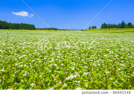 赤城高原的蕎麥田 66491548