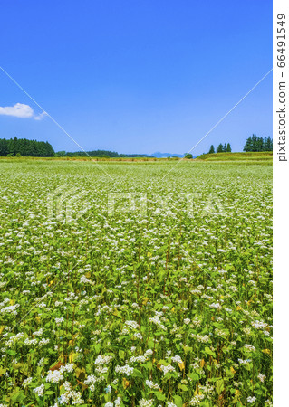 赤城高原的蕎麥場（垂直） 66491549