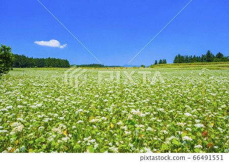 赤城高原的蕎麥田 66491551