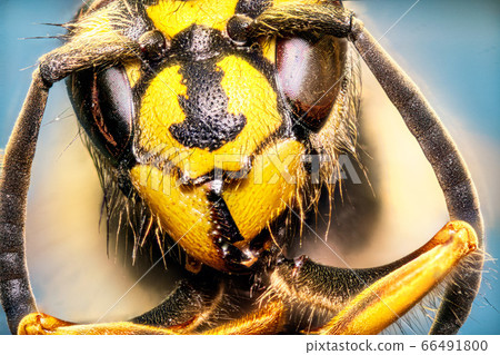 Extreme sharp and detailed study of wasp head Extreme sharp and detailed study of wasp head 66491800