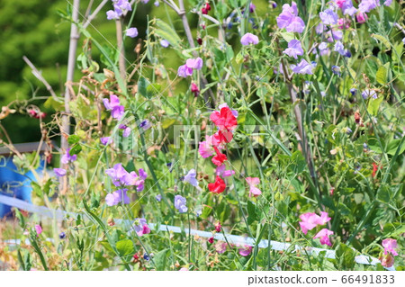 Safflower beans Safflower beans 66491833