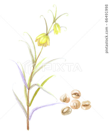 Morels and roots 66491998