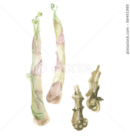 Udo and roots Udo and roots 66491999