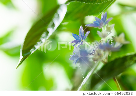 Mountain hydrangeas · seven steps flowers 66492028