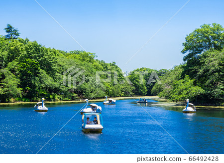 東京吉祥寺井之頭公園 東京吉祥寺井之頭公園 66492428
