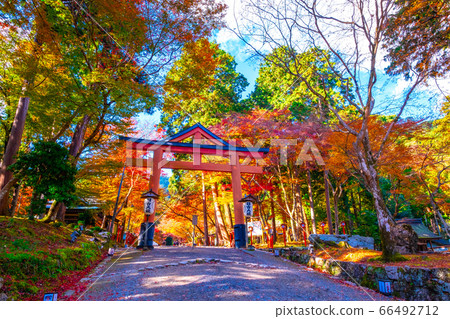Autumn leaves and torii of Hiyoshi Taisha Autumn leaves and torii of Hiyoshi Taisha 66492712