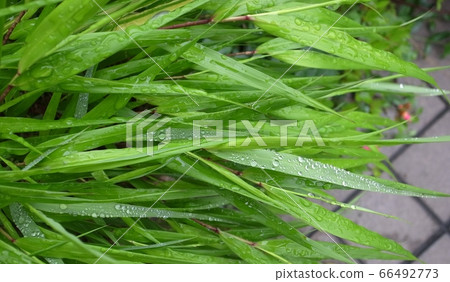 Water droplets 66492773