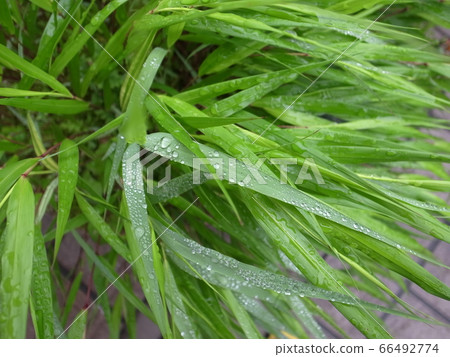 Water droplets Water droplets 66492774