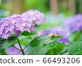 繡球花和蝸牛 66493206