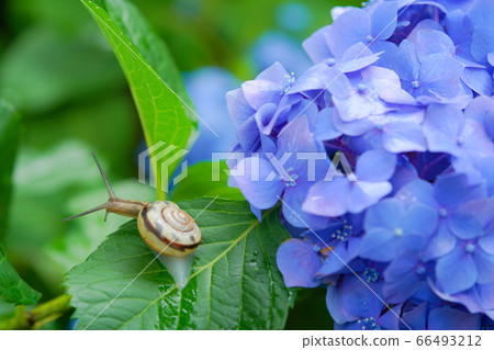 Hydrangea and Snail Hydrangea and Snail 66493212