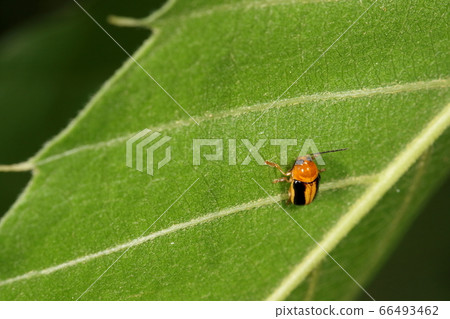 Creature Insect Beetle Beetle, about 4 mm in size. Seen from the front, the characteristic of broad bean eyes? Creature Insect Beetle Beetle, about 4 mm in size. Seen from the front, the characteristic of broad bean eyes? 66493462