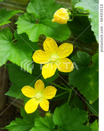 黃瓜花,夏季蔬菜的代表 黃瓜花,夏季蔬菜的代表 66493818
