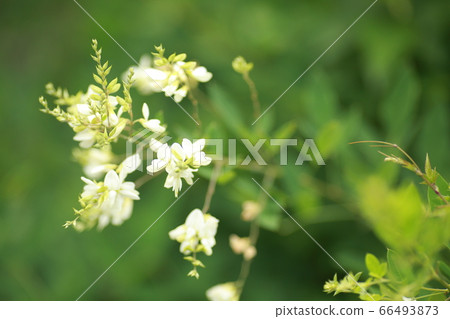 花 花 66493873