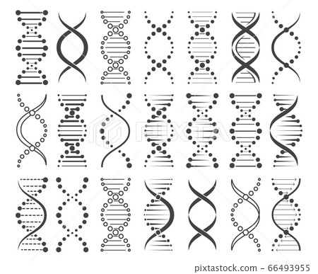 Structure of chromosomes sketch Structure of chromosomes sketch 66493955