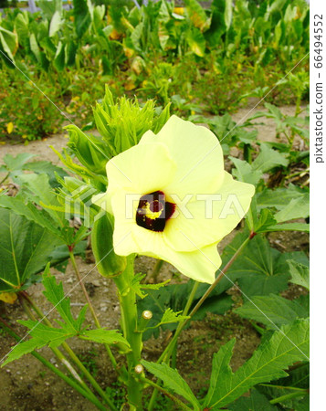 熱帶蔬菜秋葵大花 熱帶蔬菜秋葵大花 66494552
