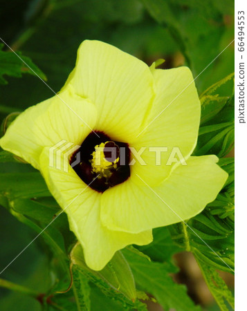 熱帶蔬菜秋葵大花 熱帶蔬菜秋葵大花 66494553