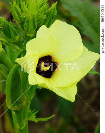 熱帶蔬菜秋葵大花 熱帶蔬菜秋葵大花 66494555