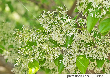 White namja monja flower (Hitotsubatago) White namja monja flower (Hitotsubatago) 66495430