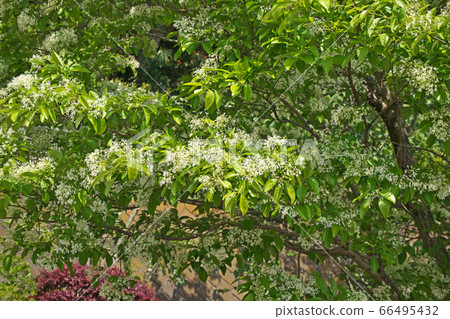 White namja monja flower (Hitotsubatago) White namja monja flower (Hitotsubatago) 66495432