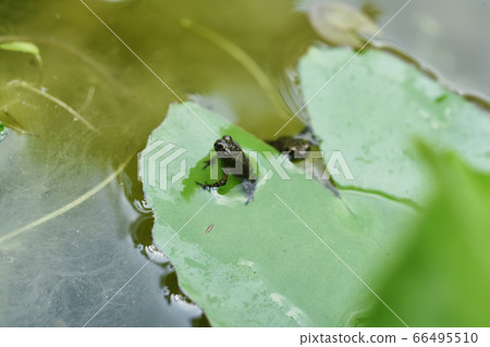 Baby toad, Young common small frog sitting on green leaf, Frogs eat insects and control the natural 66495510