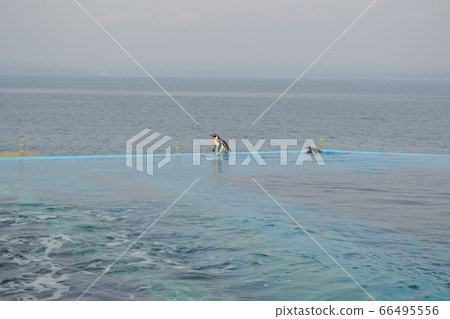 Notojima Aquarium Sea and Penguin 66495556