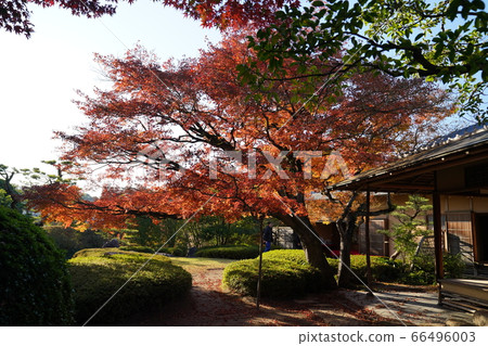 Shofuen Autumn leaves in Hirao, Fukuoka Shofuen Autumn leaves in Hirao, Fukuoka 66496003