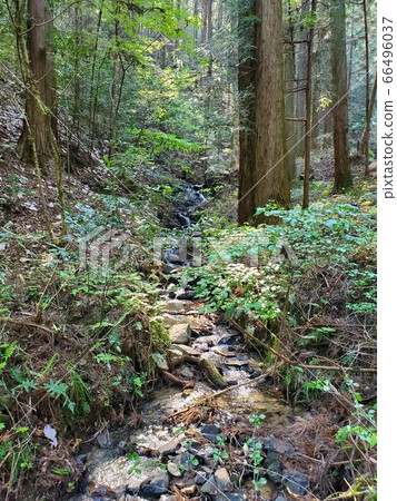 森林浴河 66496037