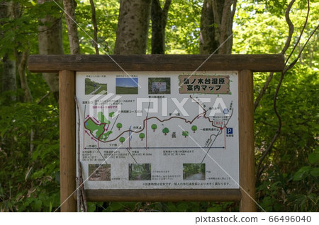 森林中秋田縣由利本莊市的Kuwanogidai濕地地圖 66496040