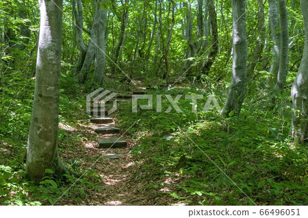 森林和陽光樓梯與陽光 66496051