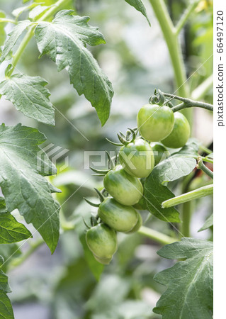 Still green tomatoes (cherry tomatoes) in the field 66497120