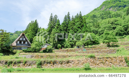 Aikura Gassho-zukuri village in early summer 66497278