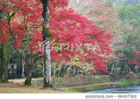 Autumn leaves Autumn leaves 66497368