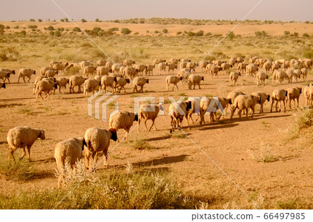 Grazing livestock in the desert near Jaisalmer, West India 66497985