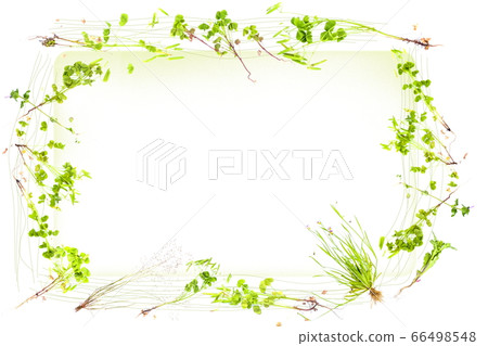 Cute frame of early summer flowers _ fresh and fresh green weed _ freehand version Cute frame of early summer flowers _ fresh and fresh green weed _ freehand version 66498548