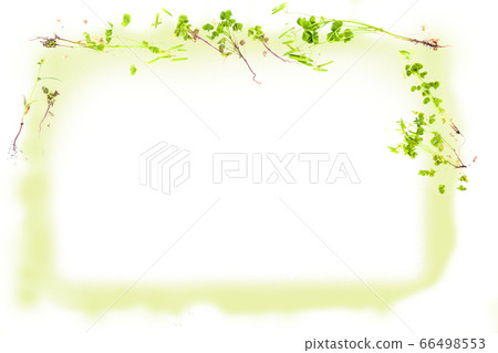 初夏的花朵可愛框架_新鮮的新鮮綠色雜草 66498553