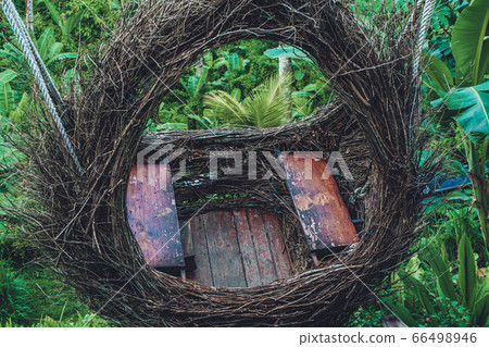 bird nest from branches at rice terass in bird nest from branches at rice terass in 66498946