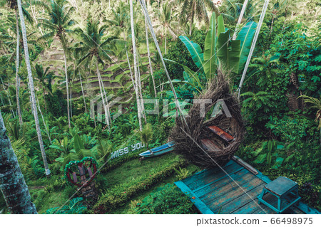 bird nest from branches at rice terass in 66498975