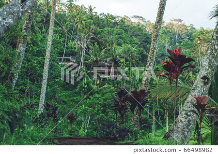 house in a tropical forest in Bali with palm trees house in a tropical forest in Bali with palm trees 66498982