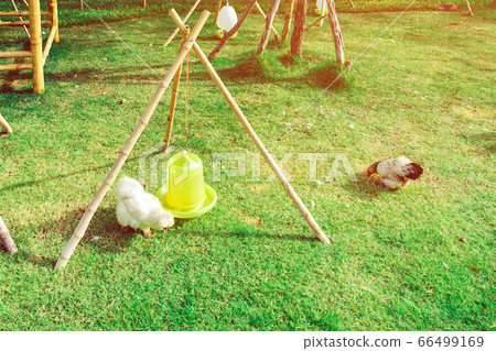 Many chickens rest happily on the chicken farm in the afternoon. Outdoors close up selective focus image. Many chickens rest happily on the chicken farm in the afternoon. Outdoors close up selective focus image. 66499169