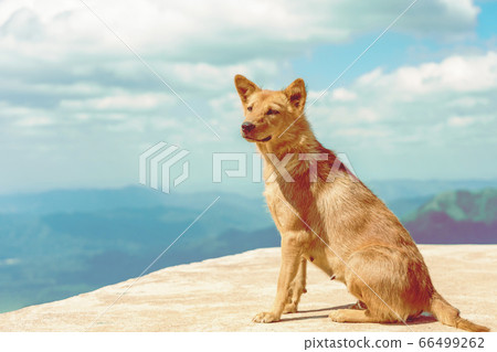 The brown dog on the highest point and the beautiful view landscape in morning at Elephant Hills  View Point are located in Thong Pha Phum Kanchanaburi, Thailand. Animal at the mountain. Nature backgr 66499262
