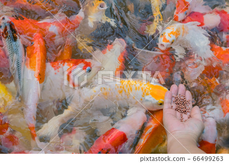 Woman feeding food to fancy carp fish by hand in the japanese pond. 66499263