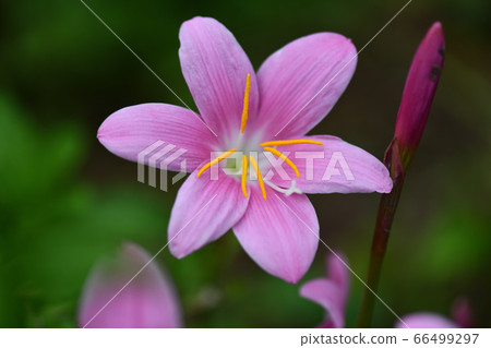 藏紅花Poly雄蕊和雌蕊 藏紅花Poly雄蕊和雌蕊 66499297