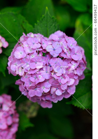  hydrangea 66499417