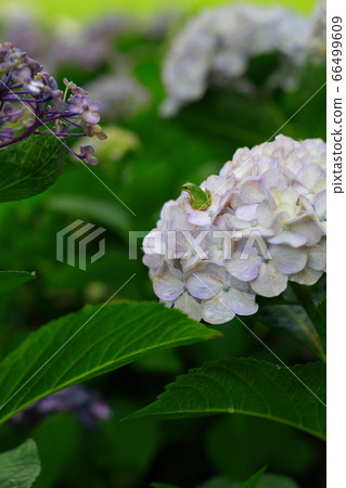 一隻青蛙 66499609