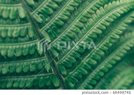 Detail of a fern plant in the forest. Beautiful 66499748